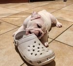 Cucciola Bulldog Inglese di Altissima Genealogia - Foto n. 2