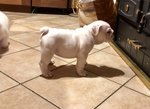 Cucciola Bulldog Inglese di Altissima Genealogia - Foto n. 3