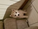 Cuccioli di Husky con Pedigree