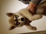 Cuccioli di Husky con Pedigree - Foto n. 2