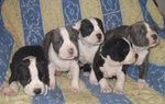 Cuccioli di American Staffordshire Terrier