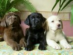 Cuccioli Labrador Retriever