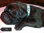 Cuccioli di fila Brasileiro - Foto n. 2