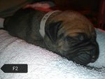 Cuccioli di fila Brasileiro - Foto n. 4