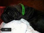 Cuccioli di fila Brasileiro - Foto n. 5