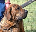 Cuccioli di fila Brasileiro - Foto n. 8