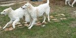 Cuccioli Levriero Russo Borzoi - Foto n. 1