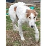 Cuccioli Levriero Russo Borzoi - Foto n. 5