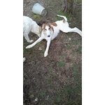 Cuccioli Levriero Russo Borzoi - Foto n. 6