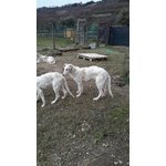 Cuccioli Levriero Russo Borzoi - Foto n. 7