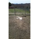 Cuccioli Levriero Russo Borzoi - Foto n. 8