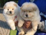 🐶 Chow Chow in adozione a Abbadia San Salvatore (SI) e in tutta Italia da privato