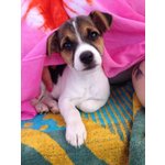 Jack Russel