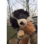 Cuccioli Border Collie Disponibili Subito