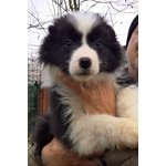 Cuccioli Border Collie Disponibili Subito - Foto n. 2