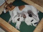 Bellissimi Cuccioli di jack Russel