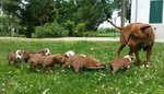 American Pitbul Terrier - Foto n. 1