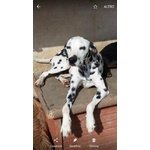 🐶 Dalmata femmina in adozione a Milano (MI) e in tutta Italia da privato