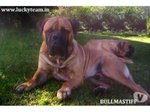 Bullmastiff Cuccioli Disponibili