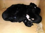 Cuccioli Amstaff Labrador - Foto n. 2