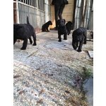 Cuccioli Labrador Retriever con Pedigree