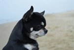 Chihuahua per Minta - Foto n. 1