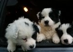 Cuccioli di Border Collie Originali - Foto n. 2