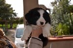 Cuccioli Border Collie