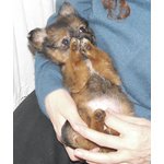 Chihuahua Toy - Foto n. 3