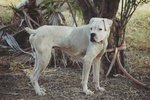 Nolan, Boxer Bianco che Attende una Famiglia e una Casa - Foto n. 1