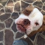 Tony, Giovane American Bulldog che Cerca una Famiglia e una vita Tranquilla - Foto n. 5