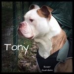 Tony, Giovane American Bulldog che Cerca una Famiglia e una vita Tranquilla