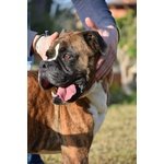 🐶 Boxer maschio di 13 anni e 11 mesi in adozione a Treia (MC) e in tutta Italia da associazione animali