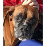 Ame, Dolcissimo Boxer in Attesa di una Famiglia - Foto n. 1