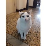 Paino ha una Settimana per Evitare il Gattile