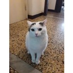 Paino ha una Settimana per Evitare il Gattile - Foto n. 2