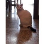 Paino ha una Settimana per Evitare il Gattile - Foto n. 3