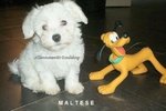 Allevamento Cuccioli Maltese