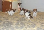 Allevamento Italiano Cuccioli jack Russell Terrier