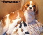 Allevamento Italiano Cuccioli Cavalier king Femmina con Pedigree