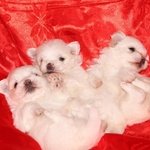 Cuccioli di Maltese con Pedigree - Foto n. 1