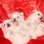 Cuccioli di Maltese con Pedigree