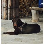 🐶 Labrador maschio di 8 anni e 6 mesi in accoppiamento a Beinasco (TO) da privato