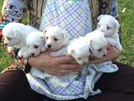 Cuccioli di Maltese