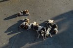 Vendesi cuccioli Springer Spaniel