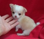 Cuccioli mini di Chihuahua Disponibili