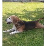 🐶 Beagle maschio in adozione a Cerrione (BI) e in tutta Italia da privato