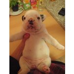 Cuccioli di Bulldog Francese - Foto n. 5