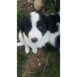 Cuccioli di Border Collie