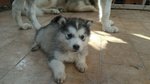 Cuccioli di Alaskan Malamute - Foto n. 3